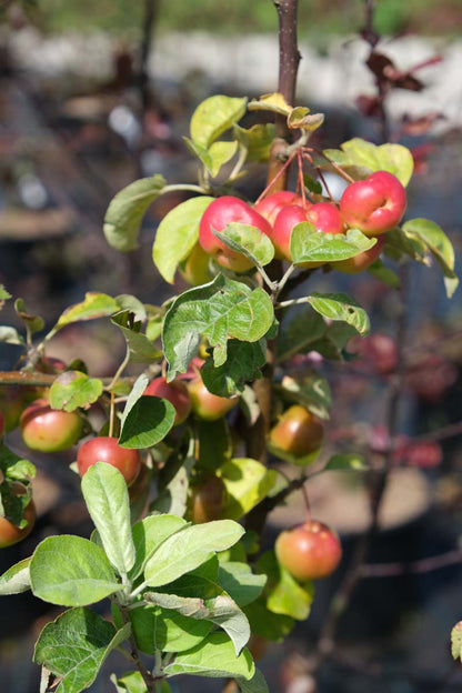 Malus 'Butterball' meerstammig / struik appel