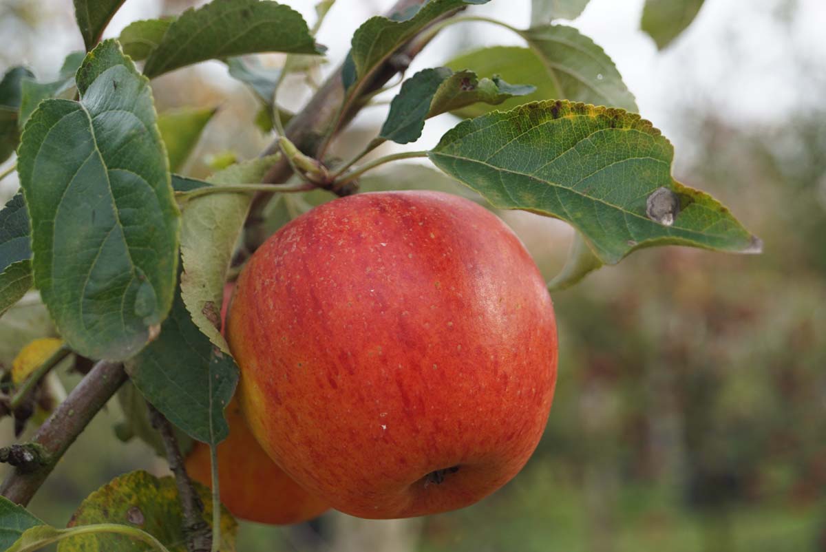 Malus domestica 'Elstar' leiboom appel