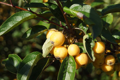 Malus 'Golden Henry' leiboom vrucht