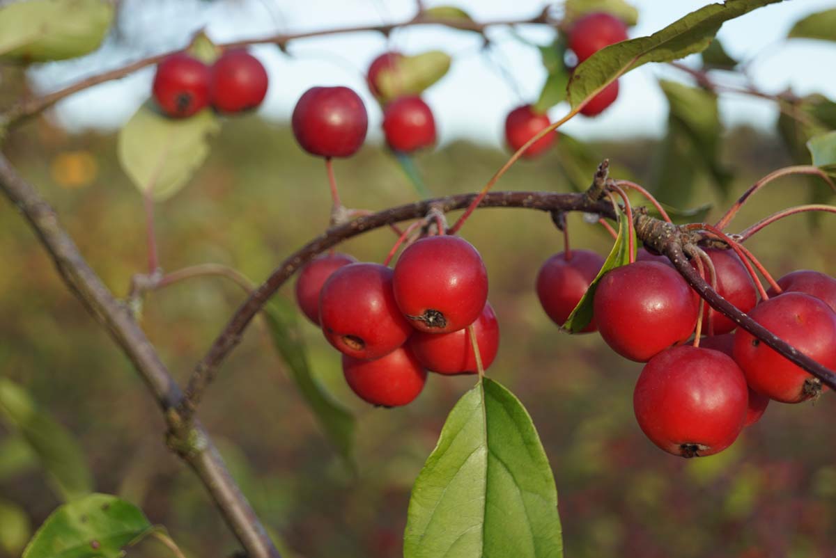 Malus 'Gorgeous' Tuinplanten sierappel