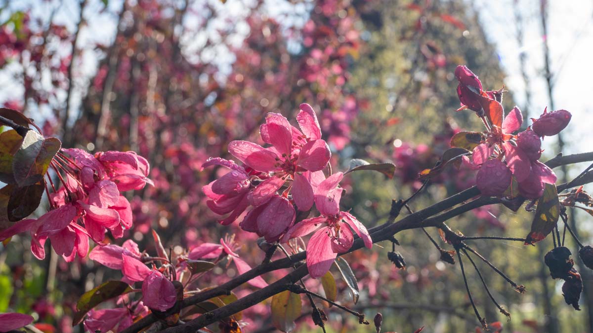 Malus 'Mokum' op stam bloesem