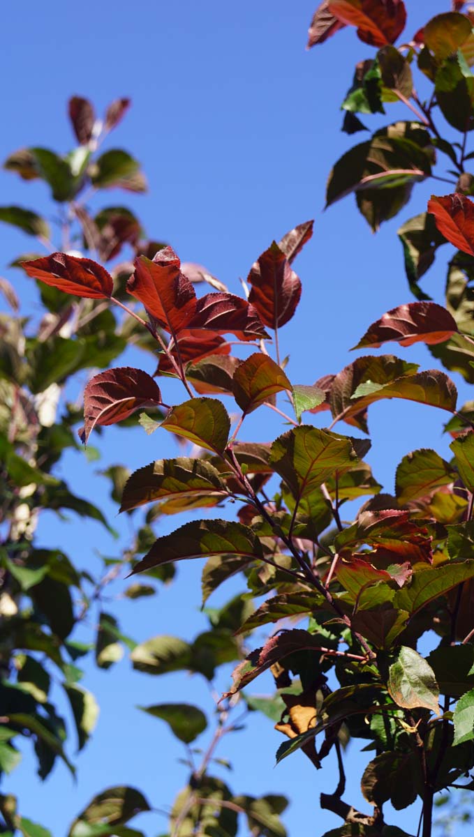 Malus 'Mokum' leiboom twijg