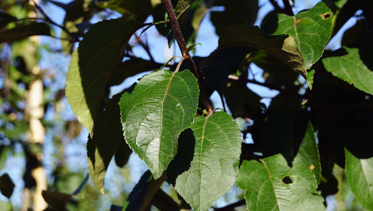 Malus 'Mokum' leiboom blad