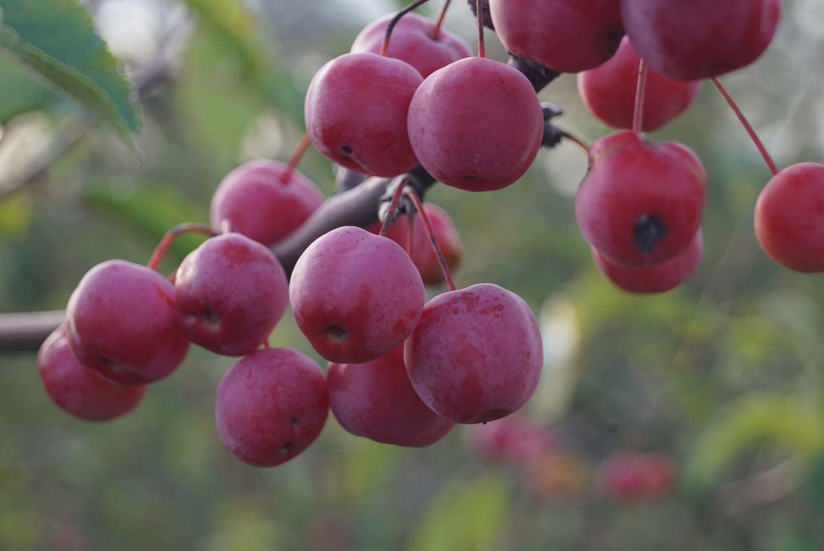 Malus 'Red Sentinel' meerstammig / struik sierappel