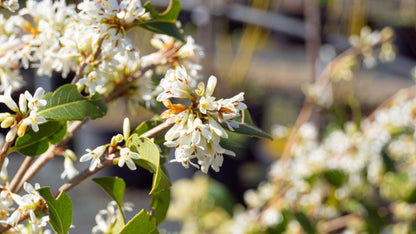 Osmanthus burkwoodii haagplant bloem