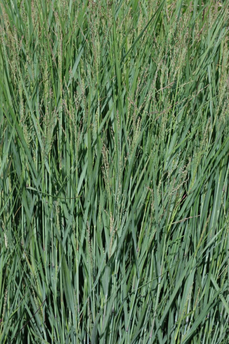 Panicum virgatum 'Heavy Metal' blad