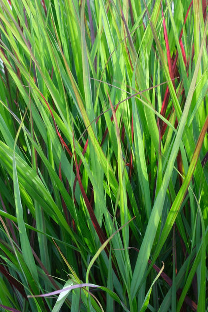 Panicum virgatum 'Heiliger Hain' blad