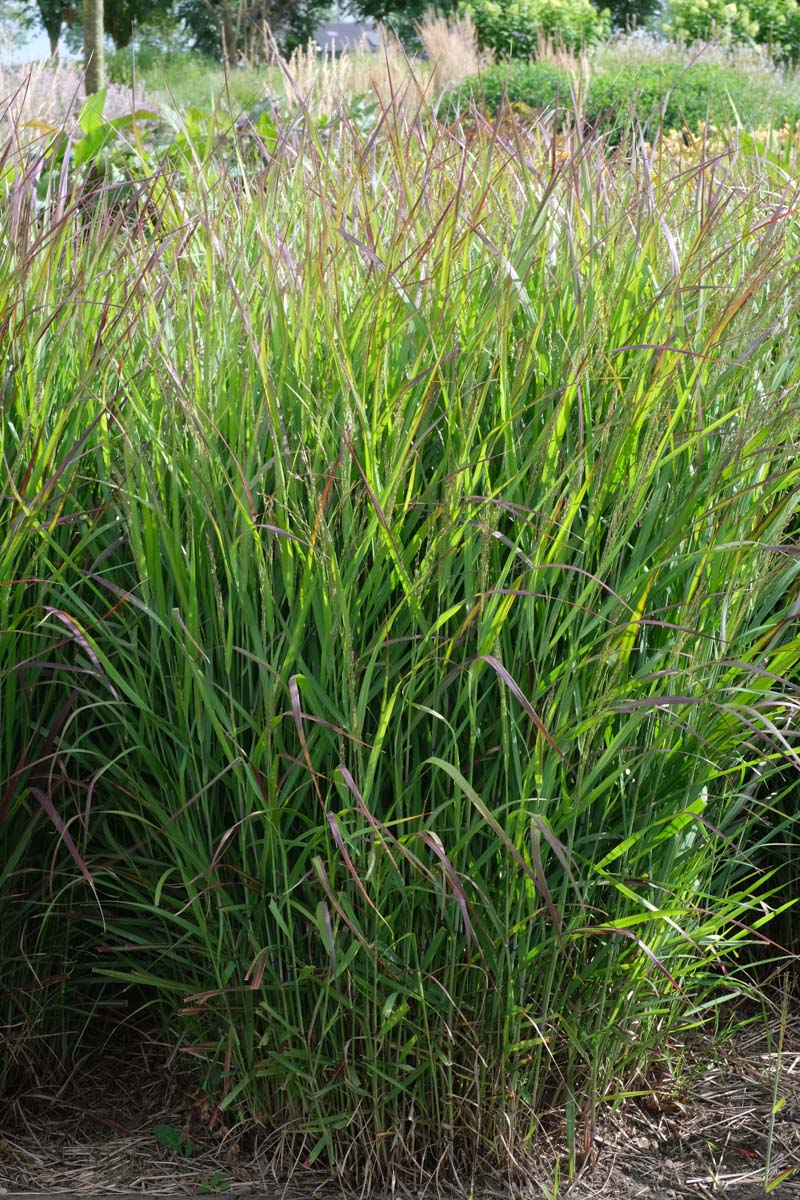 Panicum virgatum 'Rehbraun' blad