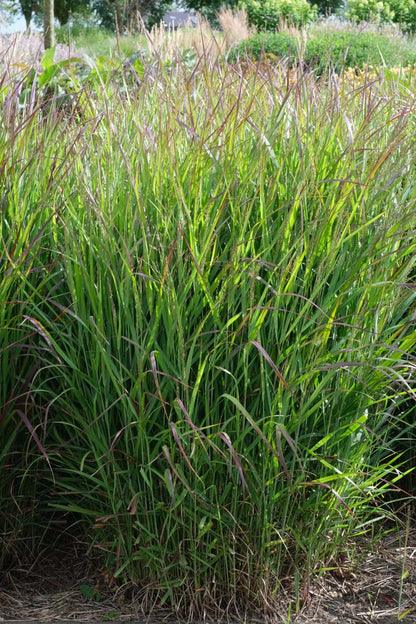 Panicum virgatum 'Rehbraun' blad