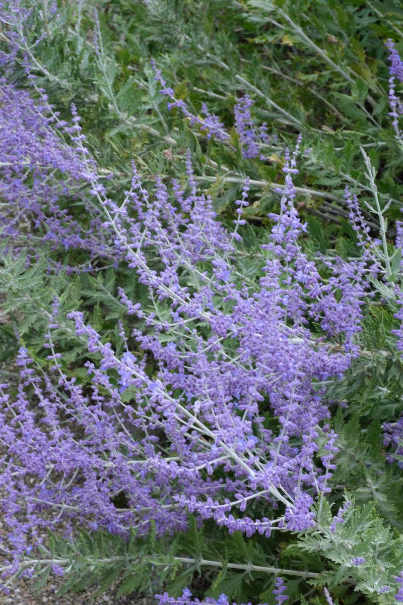 Perovskia 'Blue Spire' meerstammig / struik bloem