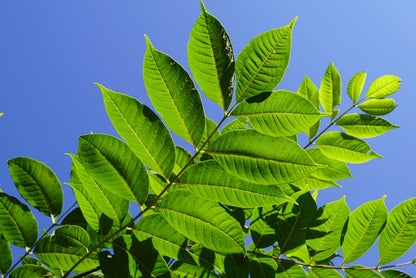 Phellodendron amurense op stam blad