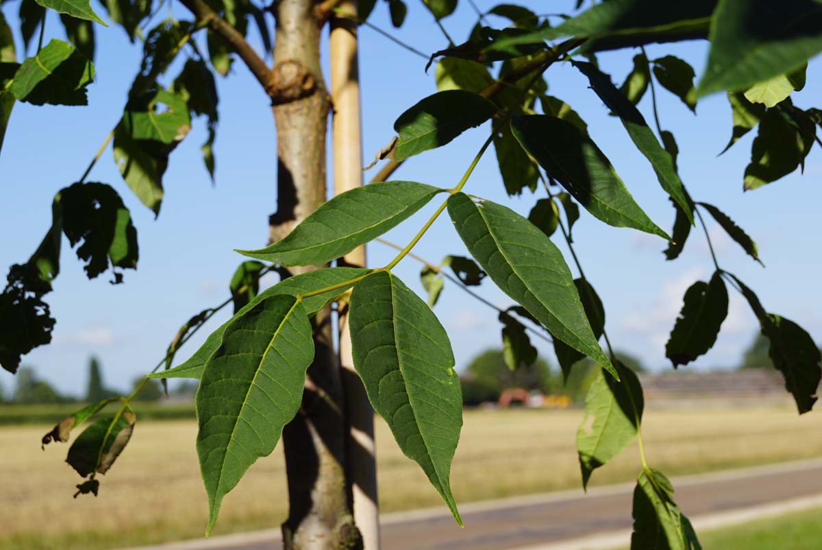 Phellodendron amurense Tuinplanten blad