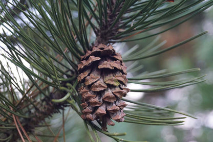 Pinus heldreichii kegel