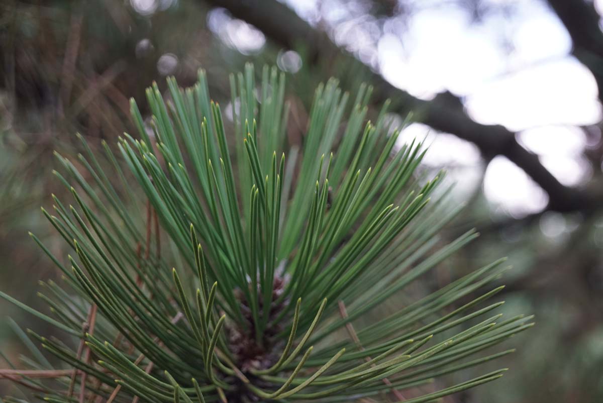 Pinus heldreichii meerstammig / struik naald