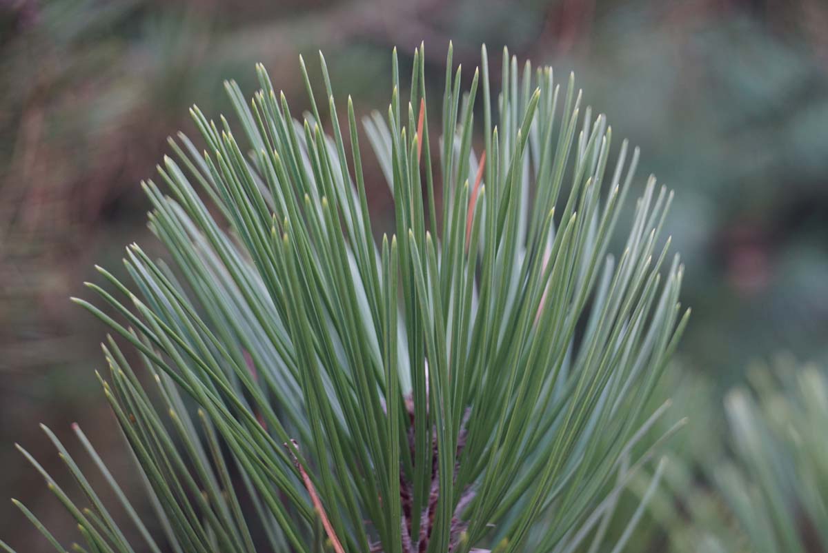 Pinus heldreichii naald