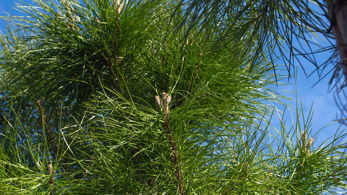 Pinus pinea Tuinplanten twijg