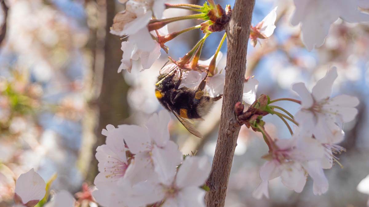 Prunus nipponica 'Brillant' meerstammig / struik bloem