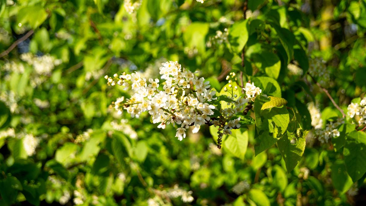 Prunus padus op stam bloem