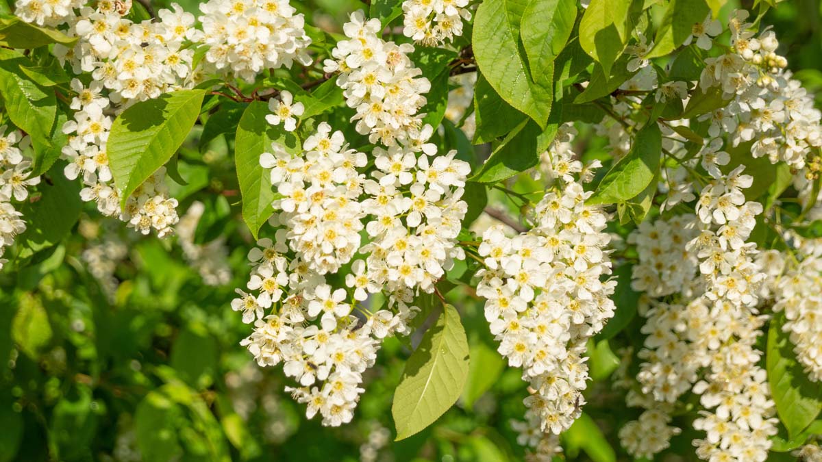 Prunus padus meerstammig / struik bloesem