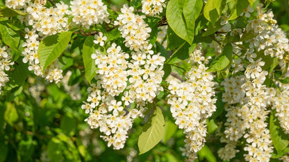 Prunus padus op stam bloesem