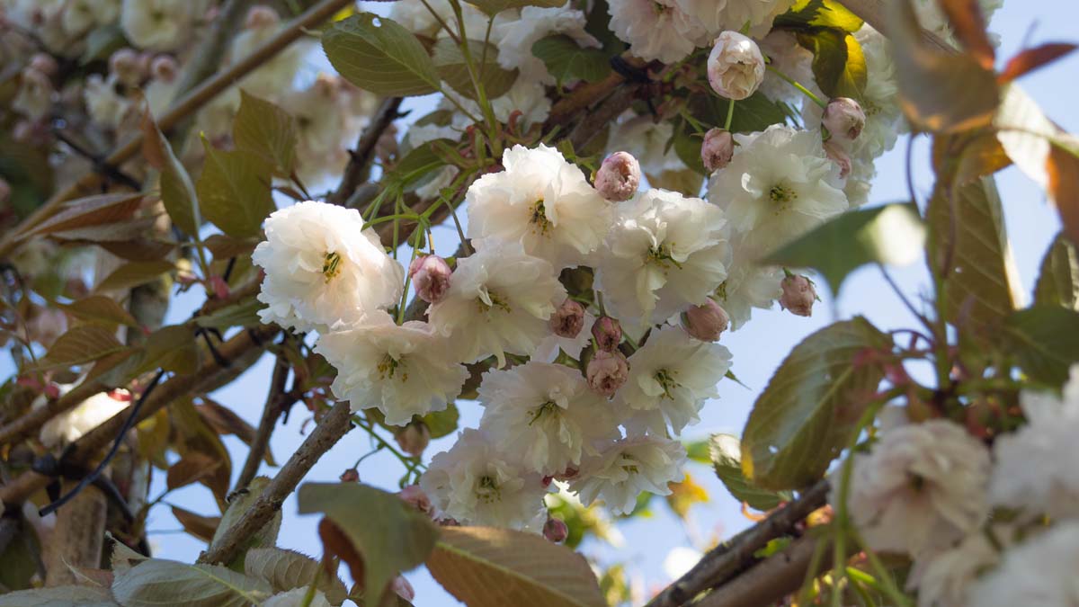 Prunus serrulata 'Kanzan' solitair bloem