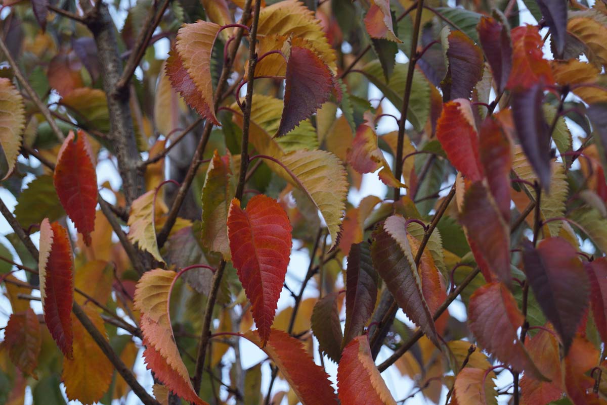 Prunus yedoensis solitair herfstkleur