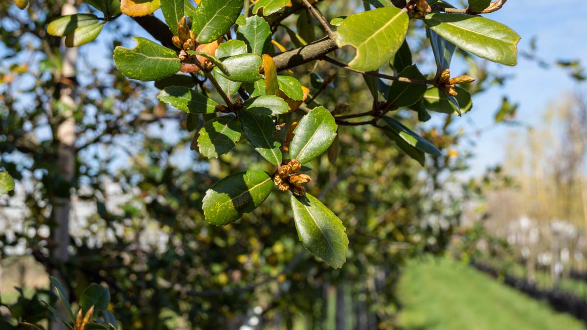 Quercus phillyreoides op stam blad