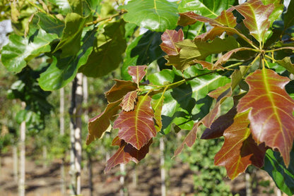 Quercus velutina Tuinplanten blad