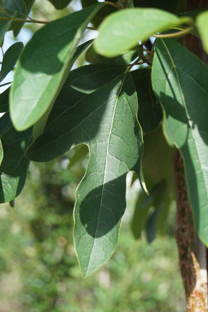 Sassafras albidum solitair blad