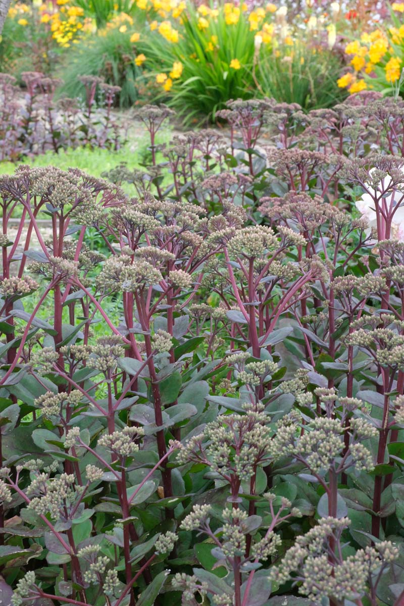 Sedum 'Matrona' bloem