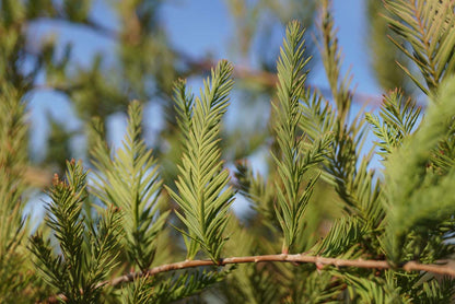 Taxodium distichum Tuinplanten naald