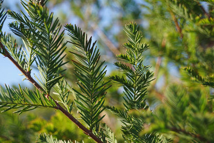 Taxodium distichum Tuinplanten naald