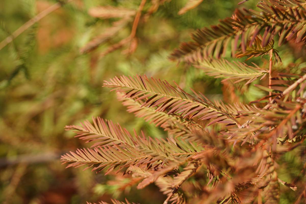 Taxodium distichum Tuinplanten herfstkleur