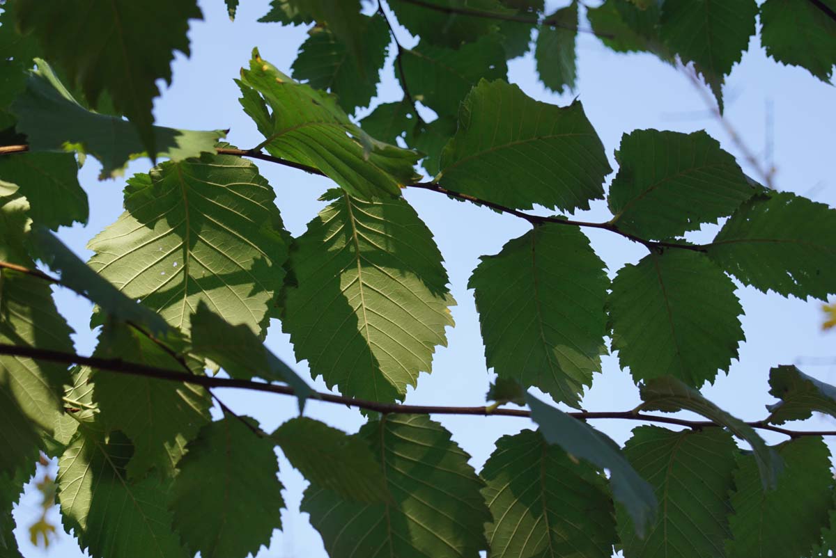 Ulmus laevis Tuinplanten twijg