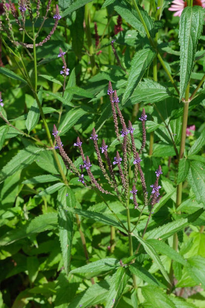 Verbena hastata blad