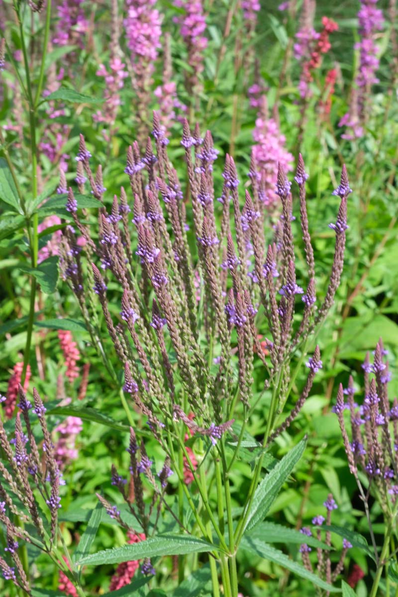 Verbena hastata bleom