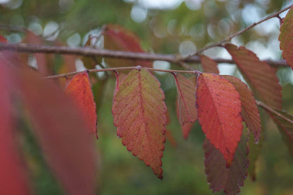 Zelkova serrata dakboom blad