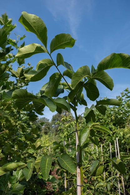 Juglans regia 'Broadview' op stam twijg