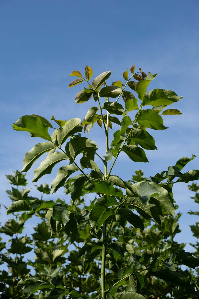 Juglans regia 'Broadview' op stam twijg