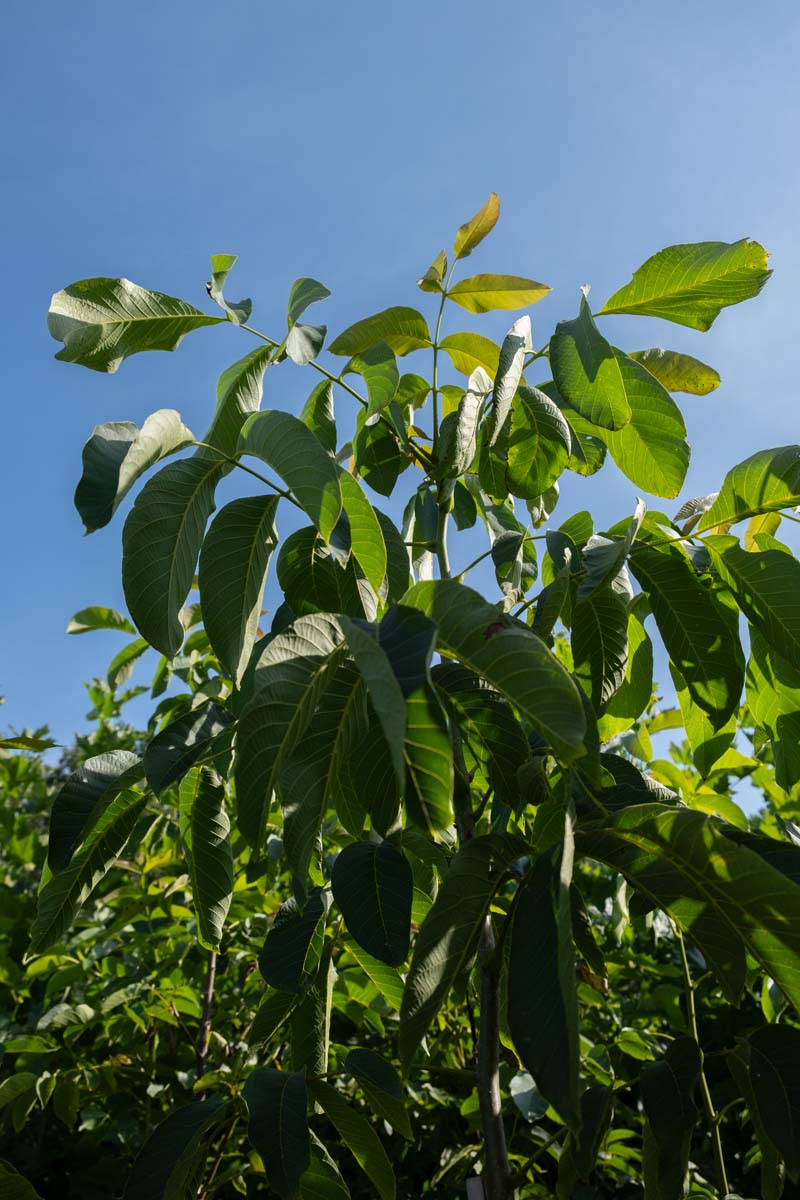 Juglans regia 'Plovdivski' op stam twijg