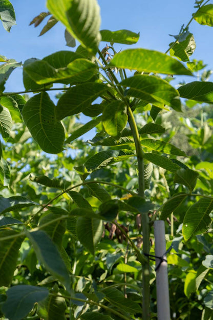 Juglans regia 'Plovdivski' op stam twijg