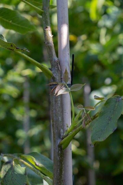 Juglans regia 'Plovdivski' op stam stam