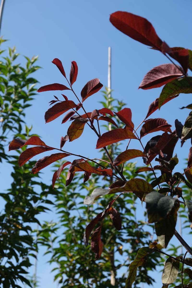 Juglans regia 'Purpurea' op stam twijg