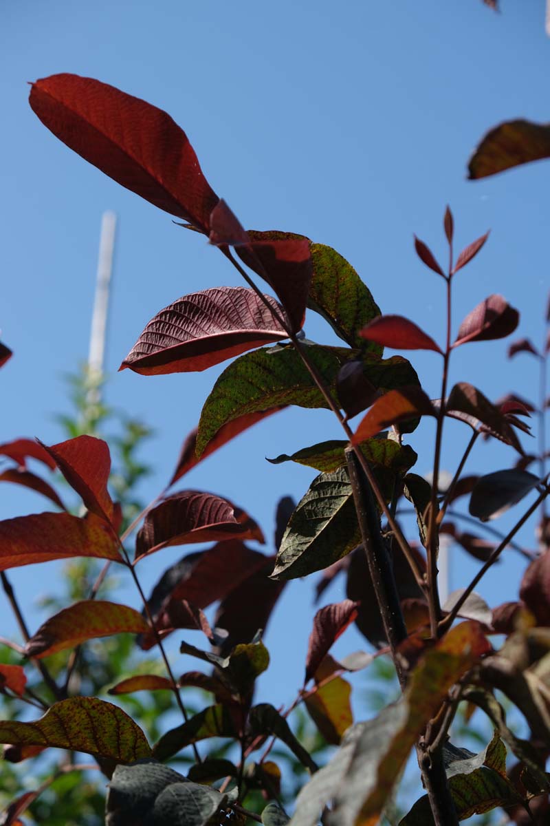 Juglans regia 'Purpurea' op stam blad