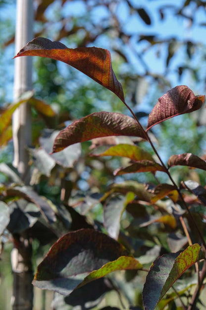 Juglans regia 'Purpurea' op stam blad