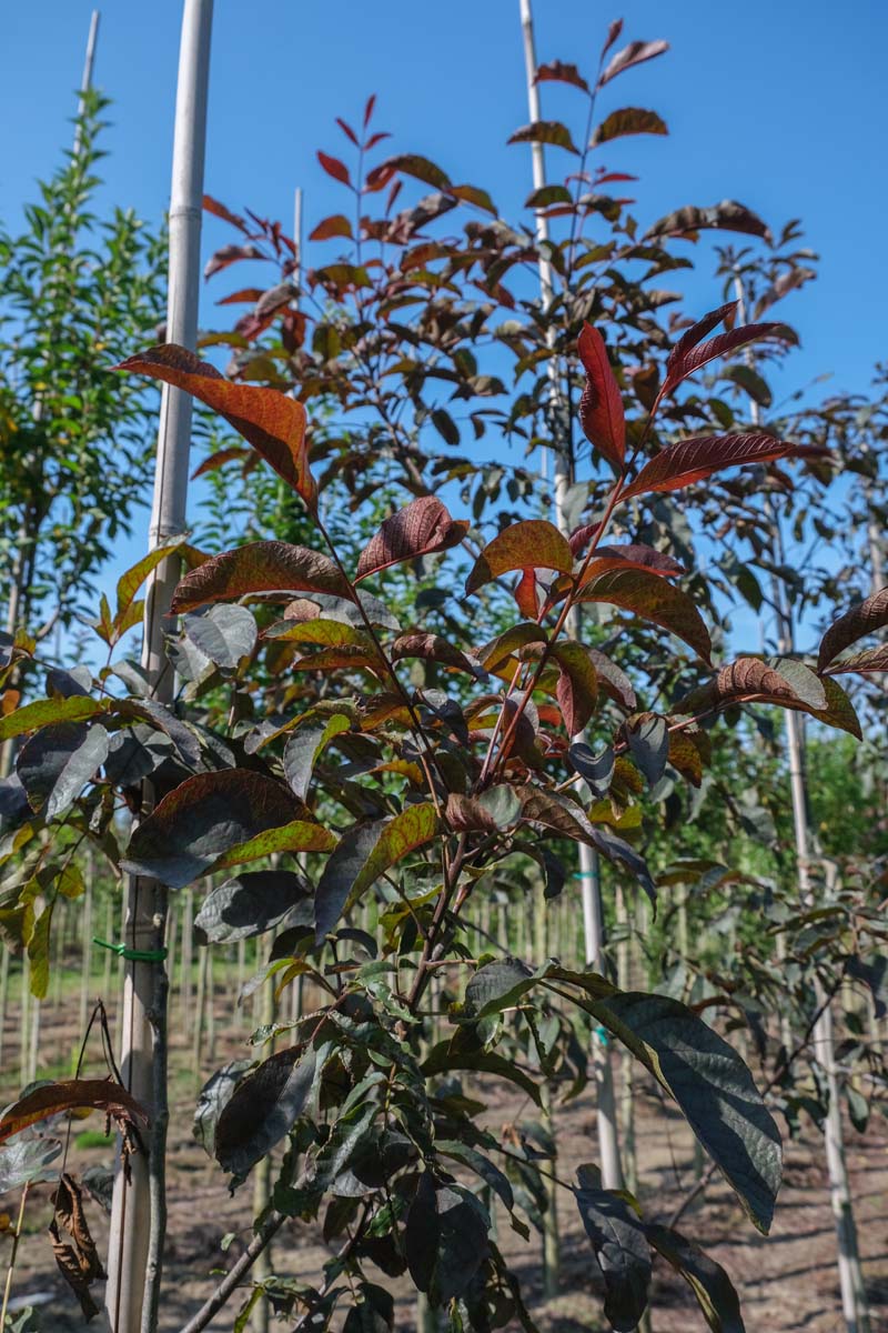 Juglans regia 'Purpurea' op stam twijg