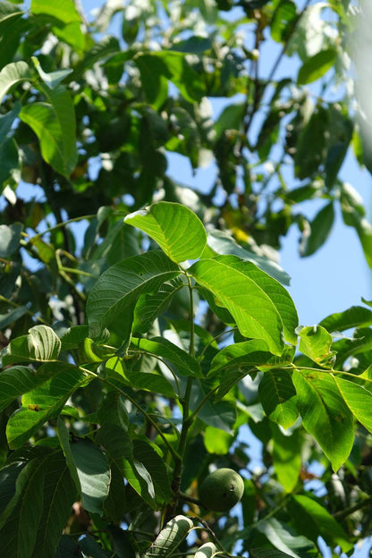 Juglans regia op stam blad