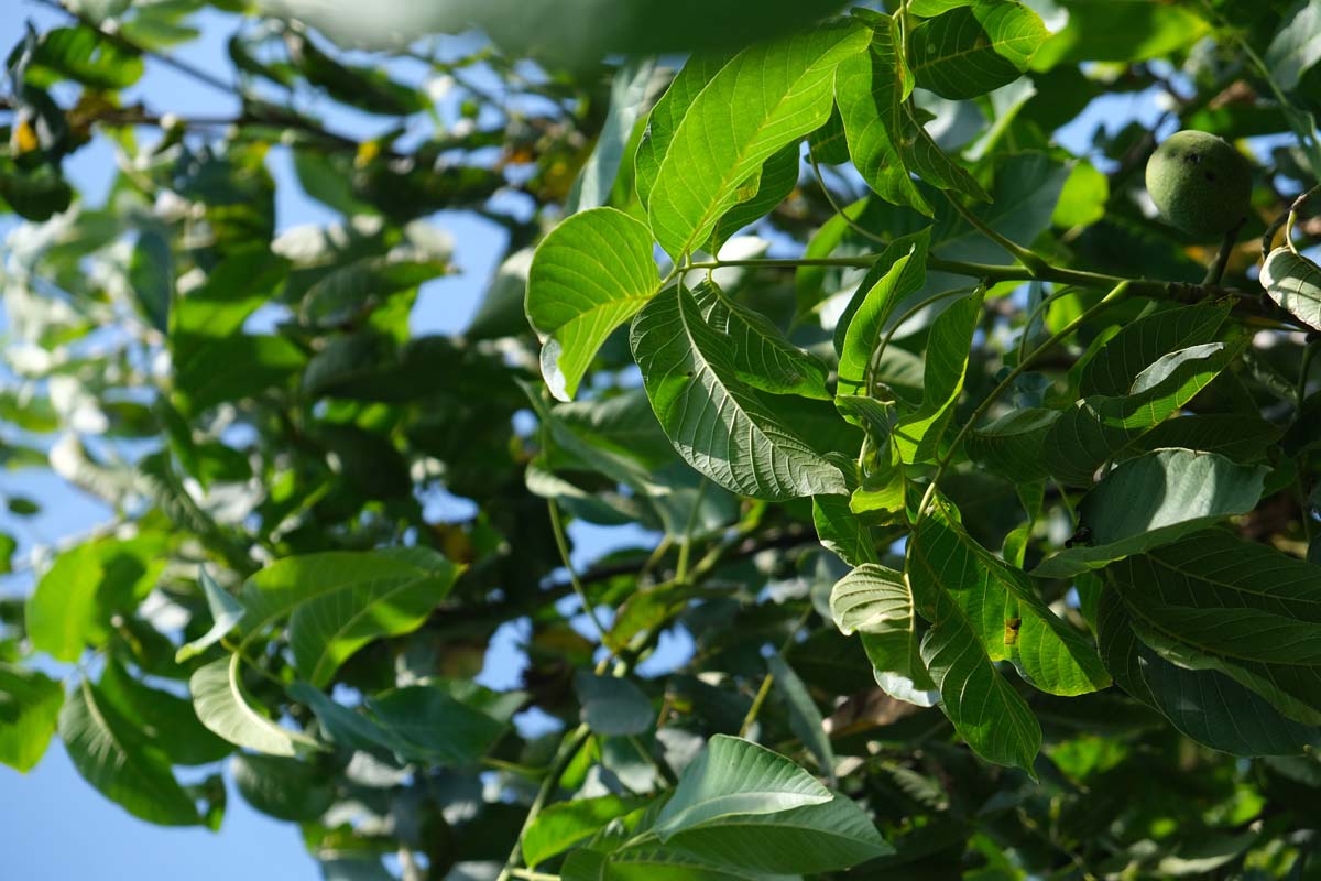 Juglans regia op stam blad