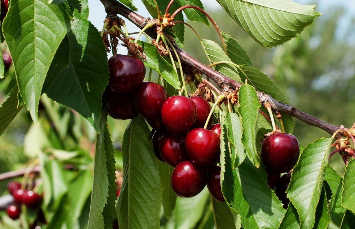 Prunus avium 'Hedelfinger Riesenkirsche' leiboom vrucht