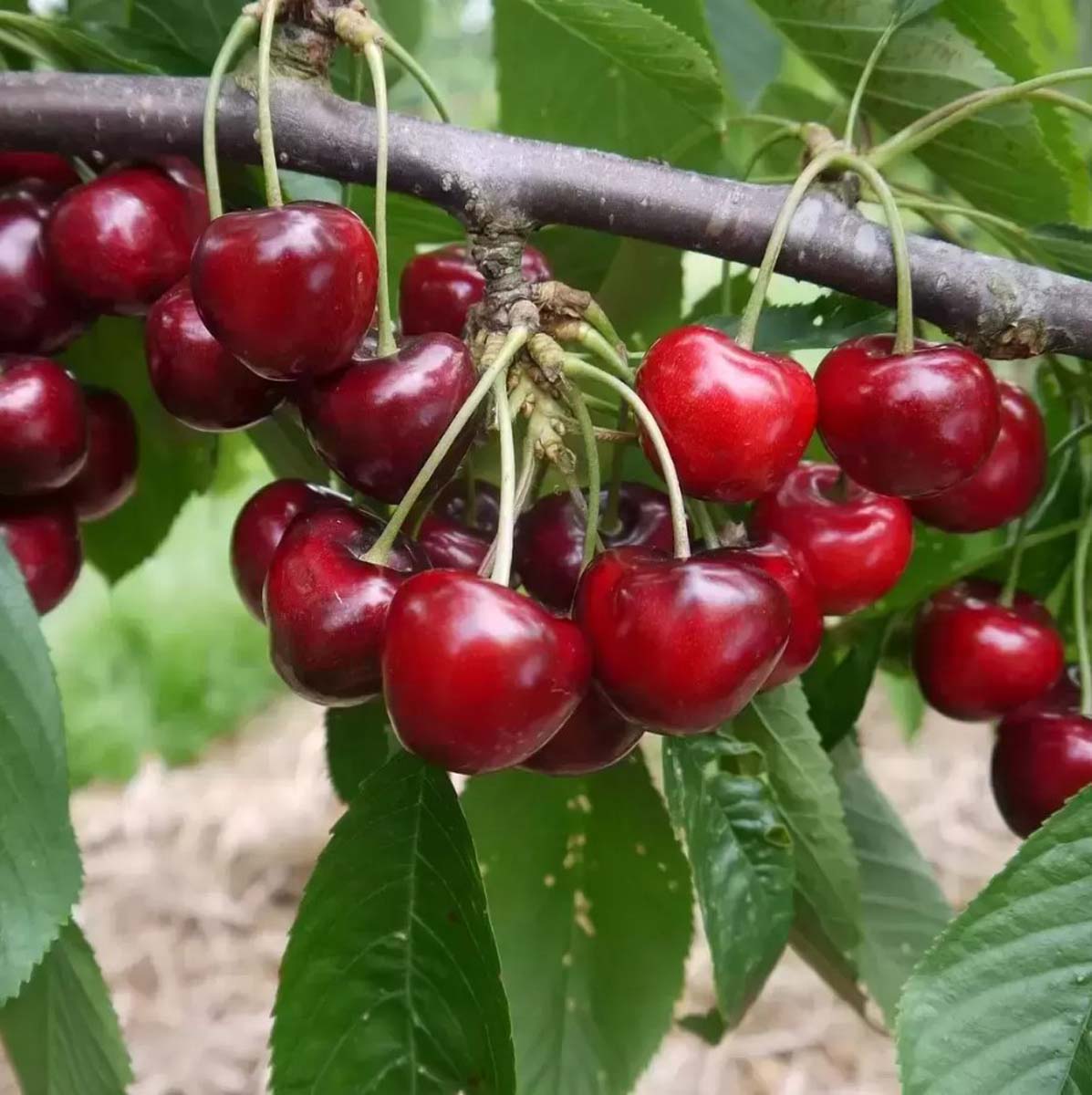 Prunus avium 'Lapins' leiboom vrucht